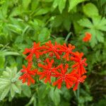 Lychnis chalcedonica L.പുഷ്പം