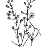 Spergula diandra Máis