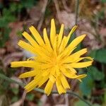 Hieracium glaucinum 花