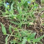 Commelina diffusa Celota