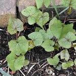 Fagopyrum esculentum Leaf