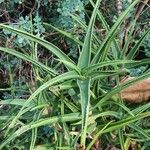 Aloe striatula ᱥᱟᱠᱟᱢ