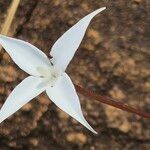 Conostomium quadrangulare Flor