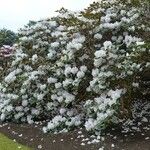 Rhododendron campanulatum Natur