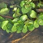 Veronica beccabunga Feuille