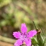 Dianthus armeria Blomst