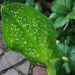 Zantedeschia albomaculata Levél