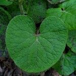 Petasites pyrenaicus Blatt