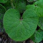 Petasites pyrenaicus Leaf