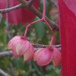 Euonymus grandiflorus Fruit