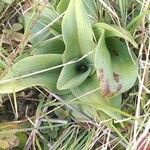 Anacamptis fragrans Folio