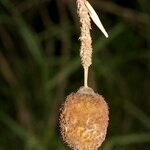 Typha minima Ffrwyth