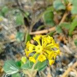 Abronia latifolia ᱵᱟᱦᱟ