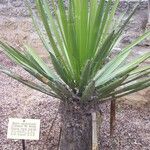 Yucca carnerosana Blad