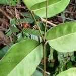 Clitandra cymulosa পাতা