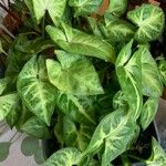 Syngonium angustatum Лист