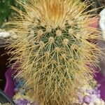 Echinocereus engelmannii Yaprak