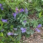 Vicia americana Habitus