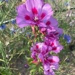 Clarkia amoena Blomma