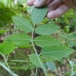 Rubus apetalus Folha