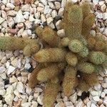 Mammillaria elongata Ліст