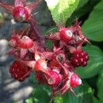 Rubus phoenicolasius Frucht