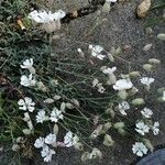 Silene uniflora Blomma