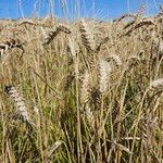 Triticum turgidumGyümölcs