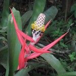 Aechmea lamarchei Blomma