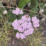 Achillea distans花