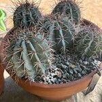 Melocactus azureus Φύλλο