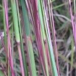 Eragrostis spectabilis Kora