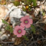 Linum pubescens 花