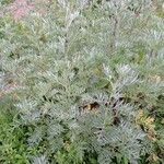 Artemisia argyi Folha