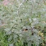 Artemisia argyi Hoja