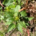 Acalypha virginica Blatt