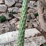 Austrocylindropuntia cylindrica Bark