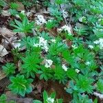 Galium odoratumLeaf