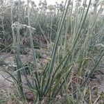 Allium cepa Habitat