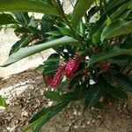 Alpinia purpurata Blüte