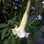 Brugmansia × candidaFlower