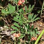 Indigofera miniata Hàbitat