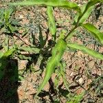 Persicaria lapathifolia Blatt