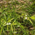 Thesium alpinum Leaf