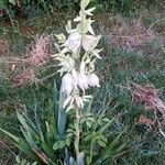 Yucca filamentosa Habit