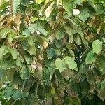 Pterospermum acerifolium Hoja