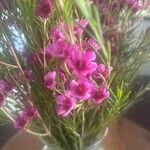 Erica umbellata Flower