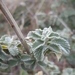 Marrubium vulgare Leaf