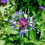 Centaurea triumfettiiFlor