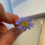 Felicia amelloides Blüte